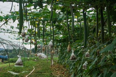 "Đeo tạ" để nắn mướp, bán được giá hơn hẳn