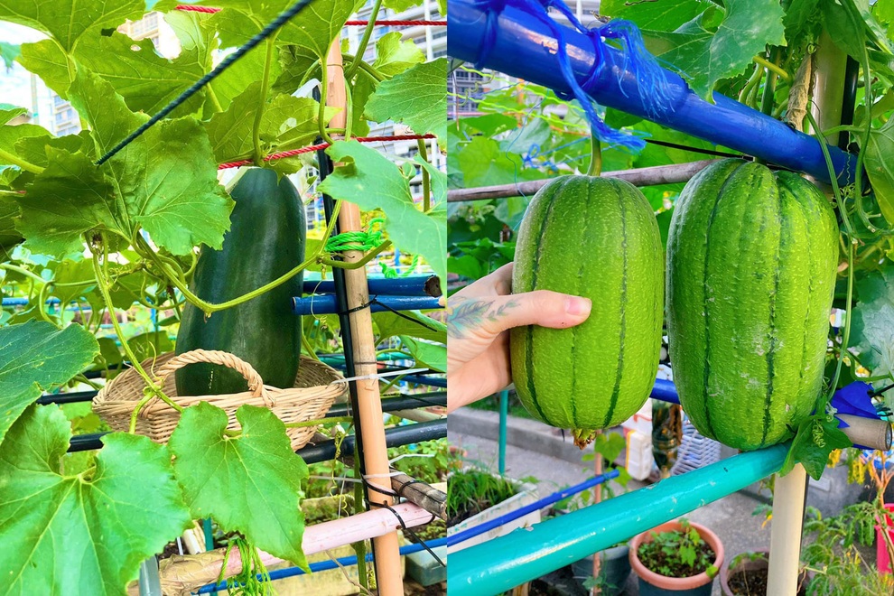 Mẹ Việt làm vườn ban công, xin đất hàng xóm trồng rau trái ở Singapore - 11 Mẹ Việt làm vườn ban công, xin đất hàng xóm trồng rau trái ở Singapore - 11