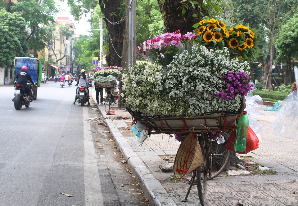 Cúc họa mi đầu mùa xuống phố, dân buôn kiếm tiền triệu mỗi ngày - 1 Cúc họa mi đầu mùa xuống phố, dân buôn kiếm tiền triệu mỗi ngày - 1