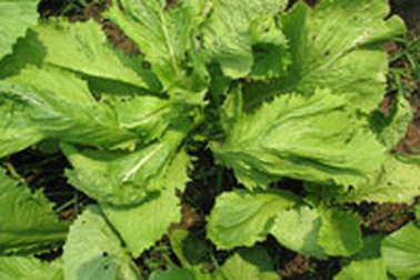 Có biến dạng nhưng không còn dư lượng thuốc!