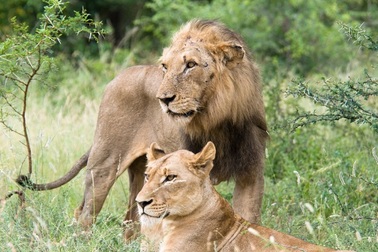 8 triệu học sinh tiểu học sẽ được học về  bảo tồn động vật hoang dã nguy cấp