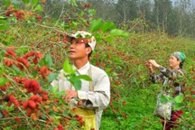 Trồng cây cho quả làm ra thứ rượu đặc biệt, nông dân lãi lớn