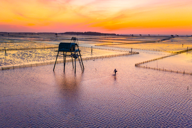 Sửng sốt vẻ đẹp của "cánh đồng" nuôi ngao trên bãi biển Thái Bình