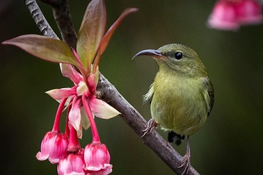 Vì sao chỉ một số nơi như đỉnh Bà Nà mới có hoa đào chuông?