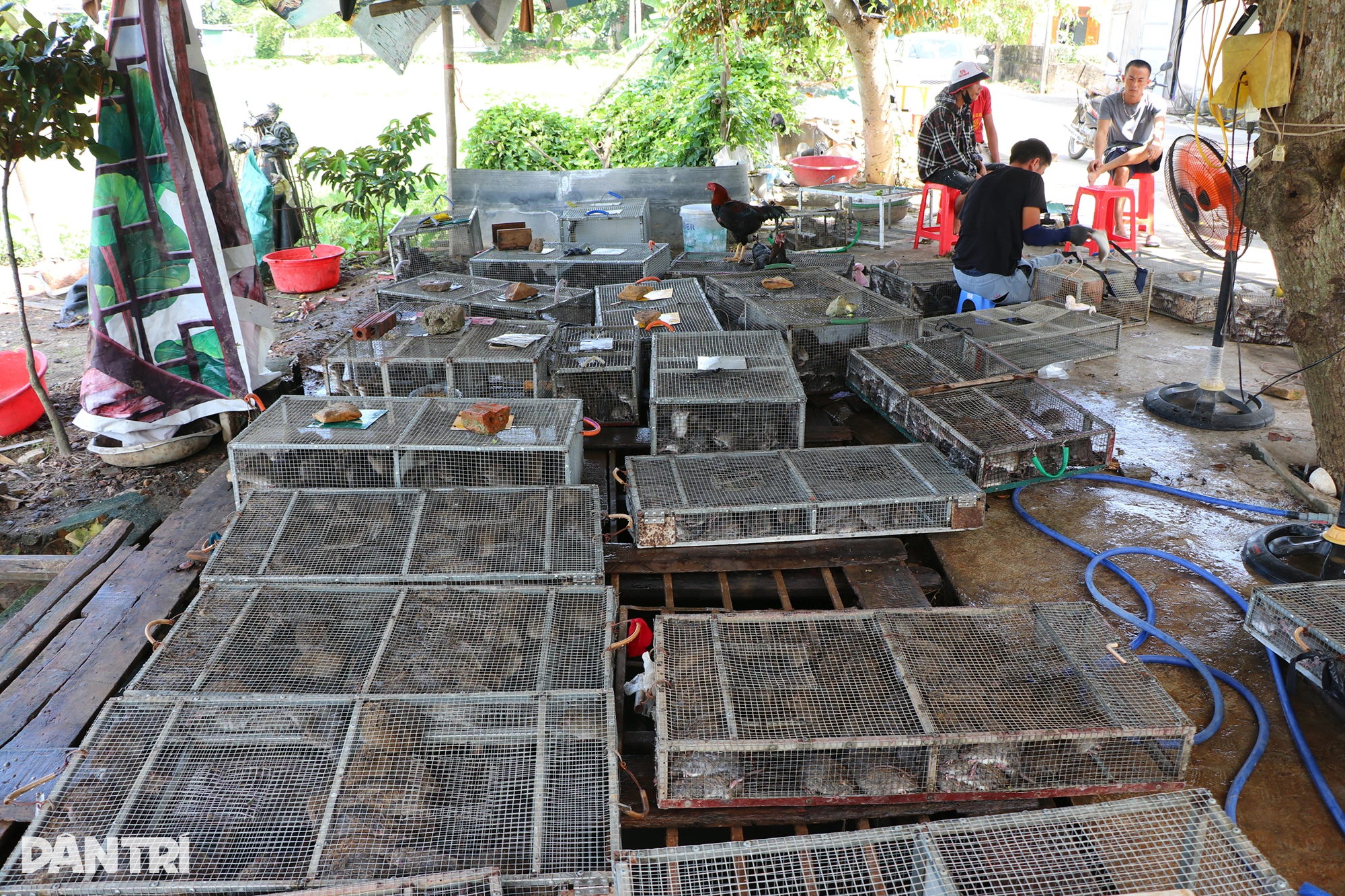Gom bắt cả lồng chuột nhung nhúc, nông dân kiếm tiền triệu sau một đêm - 13 Gom bắt cả lồng chuột nhung nhúc, nông dân kiếm tiền triệu sau một đêm - 13