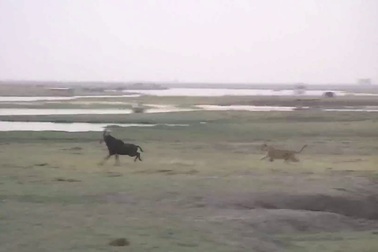 Xem linh dương đột phá vòng vây của sư tử để thoát thân nhưng bất thành