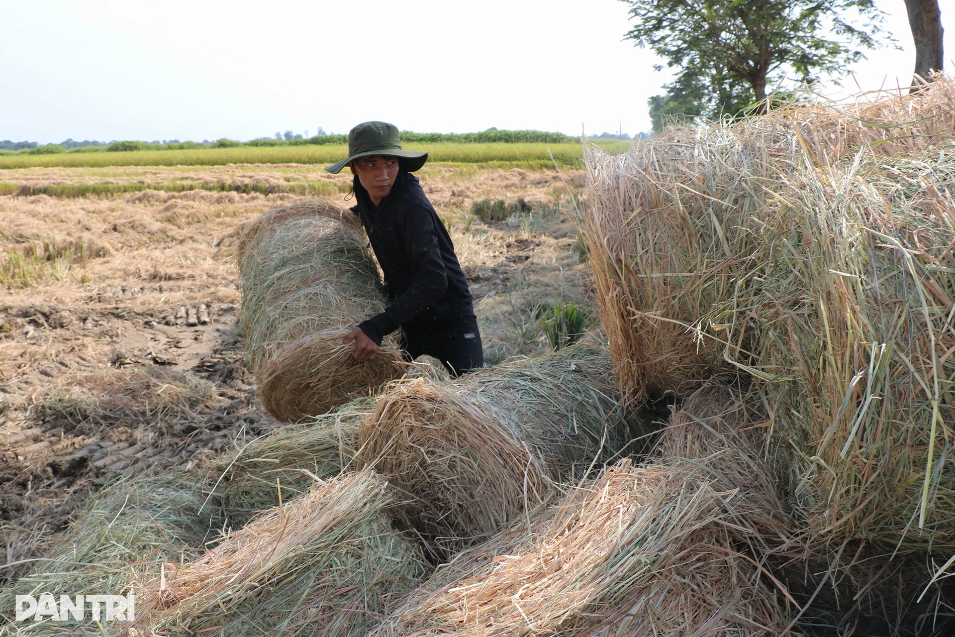 Cướp nắng với trời, kiếm mỗi ngày cả triệu đồng - 7 Cướp nắng với trời, kiếm mỗi ngày cả triệu đồng - 7
