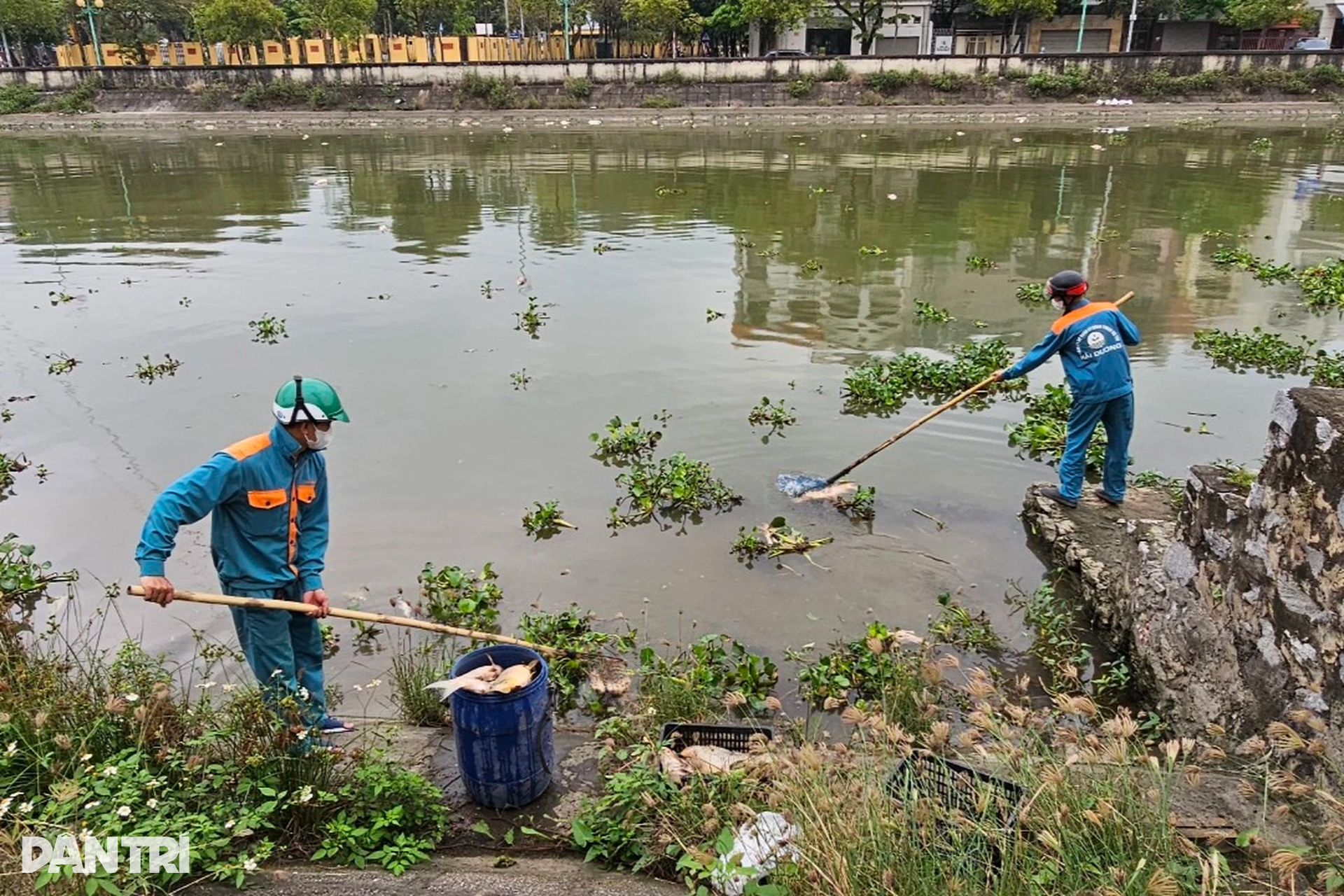 Công nhân môi trường căng mình vớt cá chết ở Hải Dương - 5 Công nhân môi trường căng mình vớt cá chết ở Hải Dương - 5