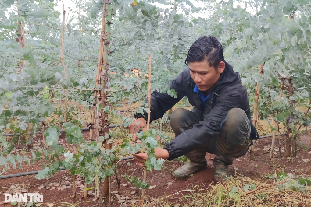Chàng trai hái ra tiền nhờ cây đô la trồng trên vùng đất khó - 2 Chàng trai hái ra tiền nhờ cây đô la trồng trên vùng đất khó - 2