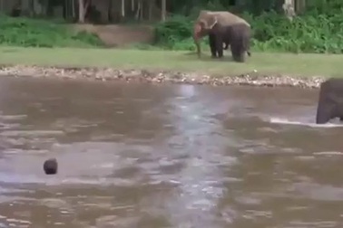 Kỳ diệu khoảnh khắc con voi lao ra sông để cứu huấn luyện viên