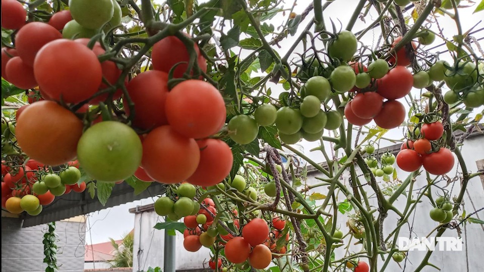 Quả trĩu cành, hoa bốn mùa trên sân thượng của người phụ nữ tại Hải Phòng - 4 Quả trĩu cành, hoa bốn mùa trên sân thượng của người phụ nữ tại Hải Phòng - 4