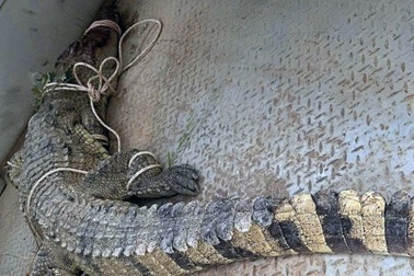 Bắt được cá sấu nặng gần 80kg trên sông ở Khánh Hòa