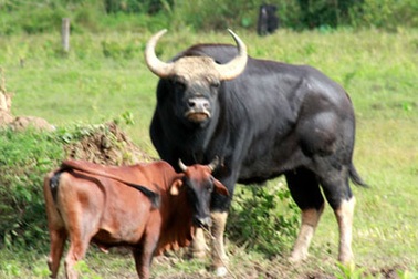 Tính chuyện “cưới 5 vợ” cho chú bò tót hung hãn quấy dân