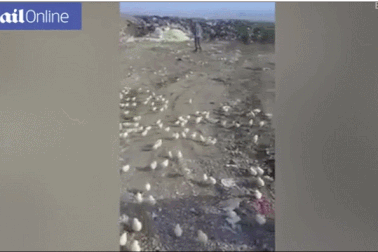 Hàng trăm quả trứng “hỏng” bỗng nở thành gà con