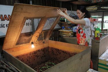 Kiếm trăm triệu mỗi tháng nhờ “độc chiêu” nuôi côn trùng trên sân thượng