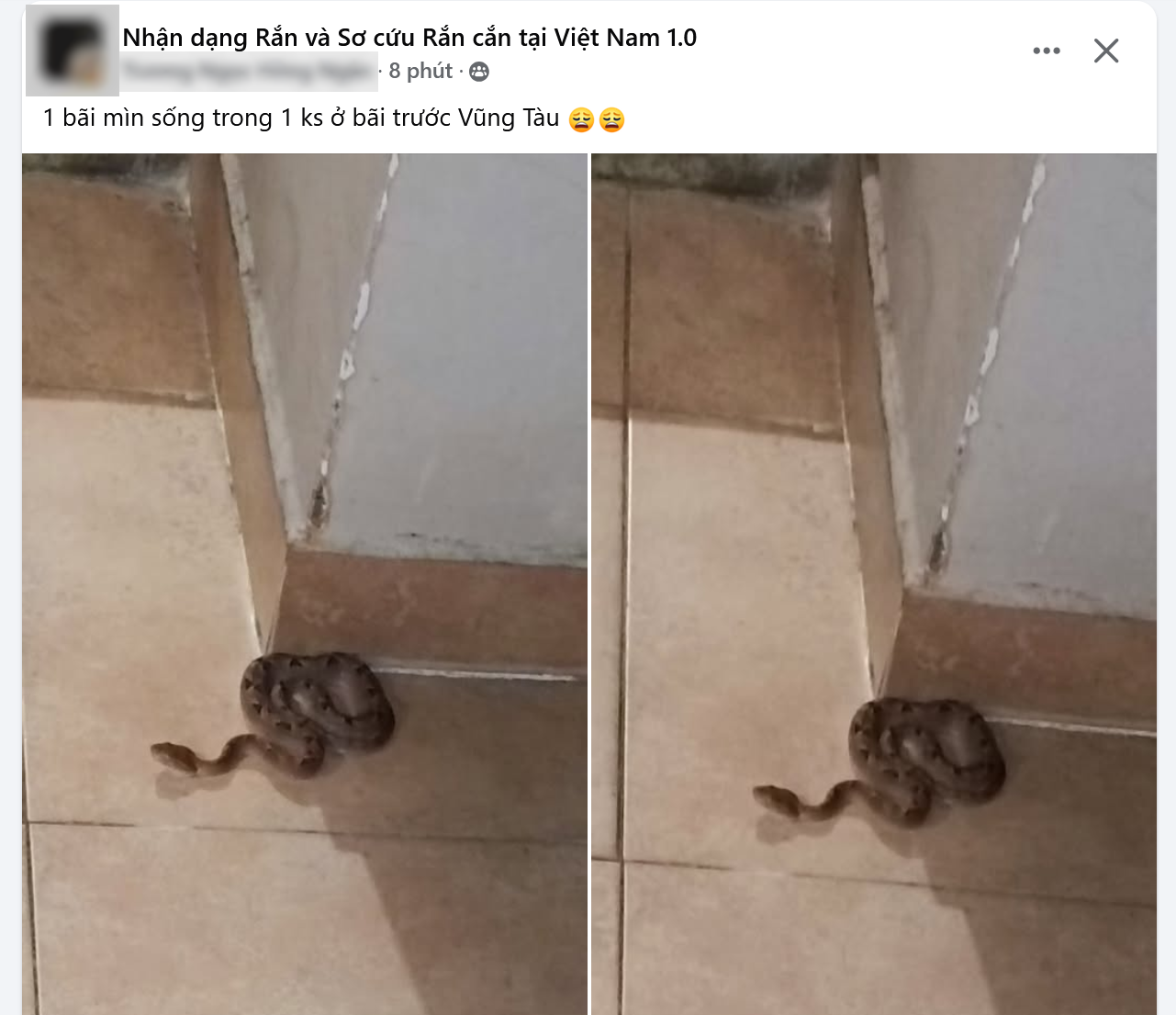 Loài rắn độc nguy hiểm, xuất hiện nhiều tại miền Nam nước ta trong mùa mưa - 1 Loài rắn độc nguy hiểm, xuất hiện nhiều tại miền Nam nước ta trong mùa mưa - 1