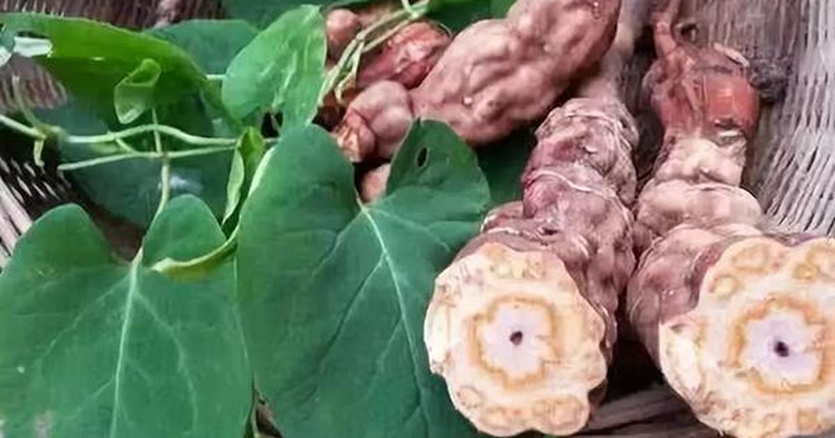 Cách sử dụng Hà thủ ô cho người rụng tóc nhiều Cách sử dụng Hà thủ ô cho người rụng tóc nhiều