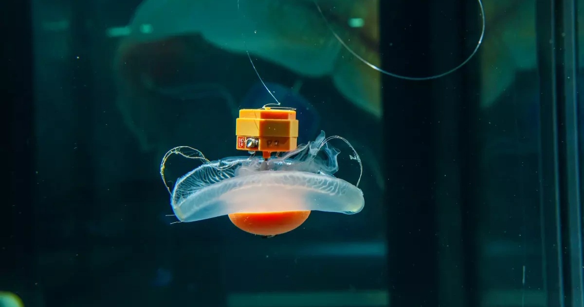 Biến sứa thành robot sinh học: Từ viễn tưởng đến hiện thực | Báo Dân trí