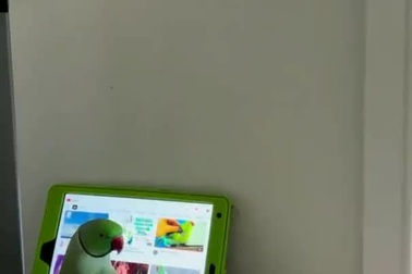 Con vẹt sử dụng máy tính bảng xem video