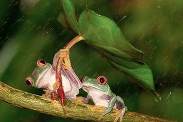 Bộ ảnh thiên nhiên, khoa học ấn tượng tuần qua