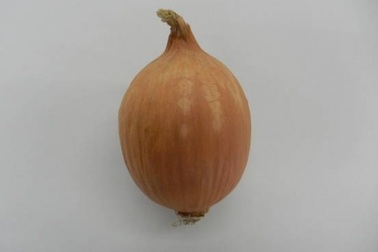 Hành không cay mắt - phát minh mới của người Nhật