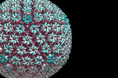 Cảm biến giá rẻ phát hiện virus trong nước tiểu