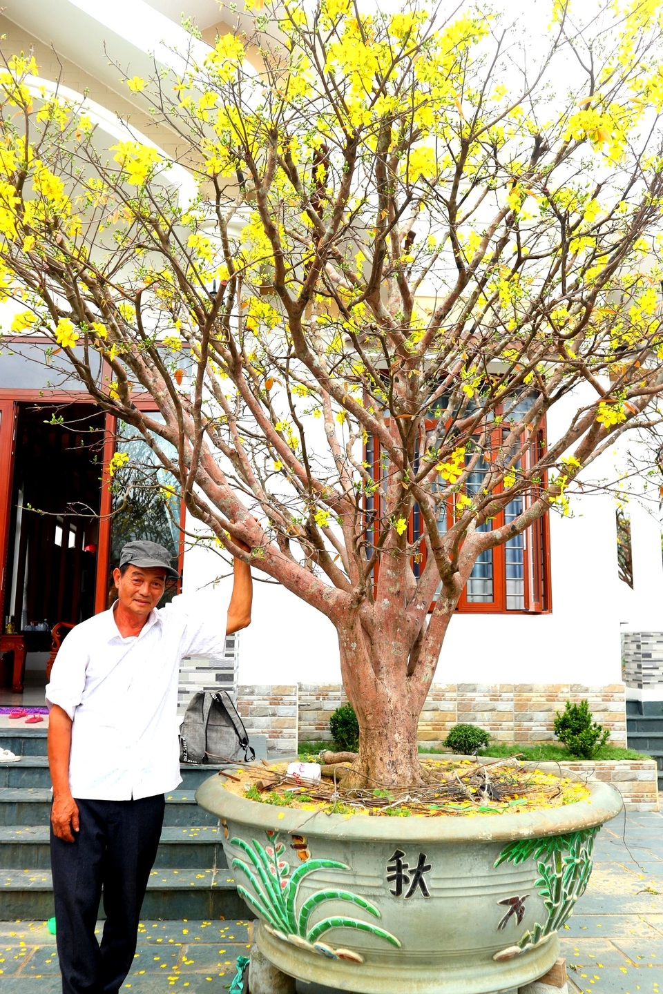 Ngắm vườn mai vô giá của lão nông dịp Tết - 1 Ngắm vườn mai vô giá của lão nông dịp Tết - 1