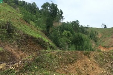 Những cánh rừng bị "cạo trọc"