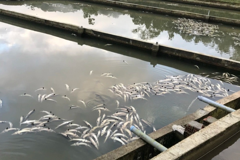 Mưa lớn khiến 45 tấn cá tầm của 2 hộ dân bị chết, thiệt hại hơn 7 tỷ đồng - 2 Mưa lớn khiến 45 tấn cá tầm của 2 hộ dân bị chết, thiệt hại hơn 7 tỷ đồng - 2