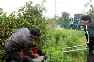 “Thủ phủ” quất cảnh Hội An tất bật những ngày giáp Tết