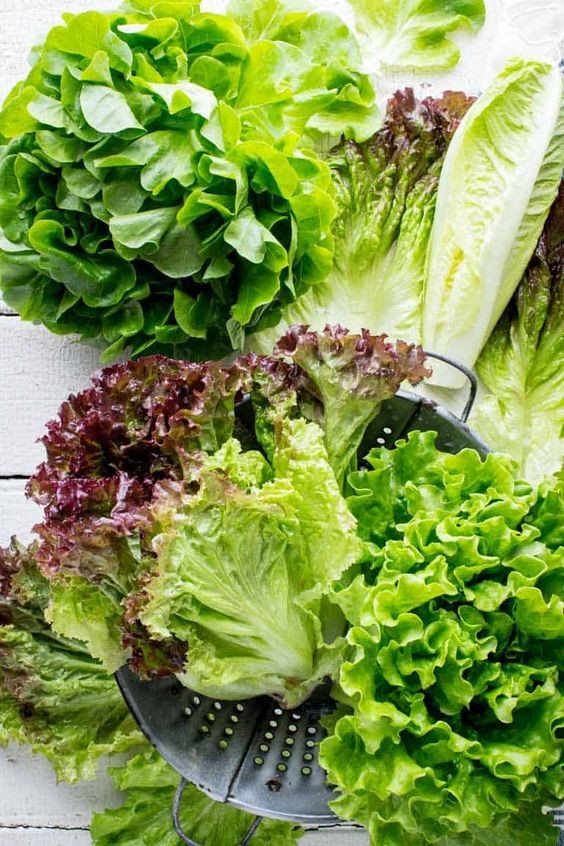Xà lách vào top 10 loại rau tốt nhất cho sức khỏe - 5
