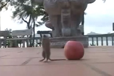 Lạ lùng chú chuột chắp tay vái lạy Phật lia lịa!