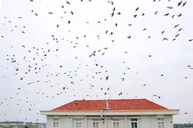 Hàng vạn con én kéo về “bao vây” các trụ sở cơ quan