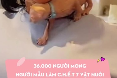 36.000 người mong người mẫu làm chết 7 vật nuôi không nuôi thú cưng nữa