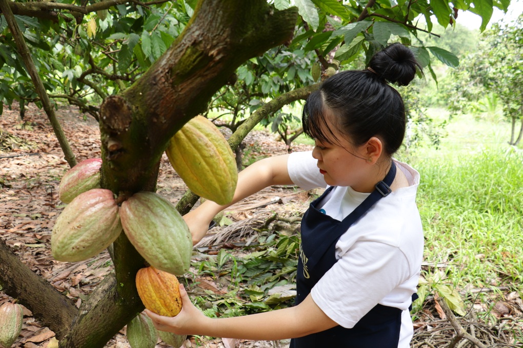 Heyday Cacao - Giữ trọn tinh hoa cacao Việt - 1 Heyday Cacao - Giữ trọn tinh hoa cacao Việt - 1