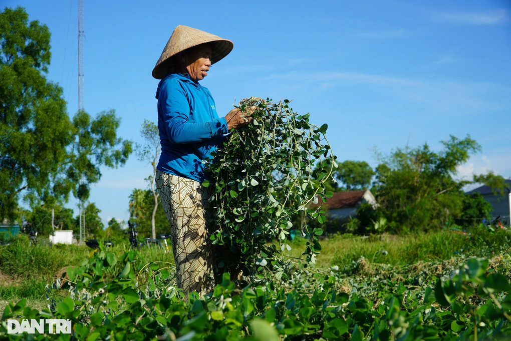 Trồng loại cây cỏ quý, nông dân lãi gấp 4 lần làm lúa - 4 Trồng loại cây cỏ quý, nông dân lãi gấp 4 lần làm lúa - 4