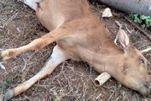 Bò chết hàng loạt, trong bụng chứa đầy rác thải