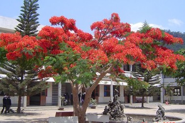 Tâm sự của cây xanh trong trường học