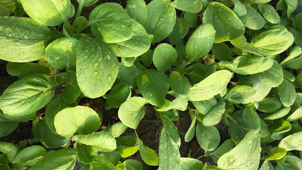 Chi 10 triệu đồng, vợ chồng Bình Dương biến đất cằn thành khuôn viên xanh - 10 Chi 10 triệu đồng, vợ chồng Bình Dương biến đất cằn thành khuôn viên xanh - 10