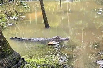 Thực hư chuyện cá sấu xuất hiện trên kênh ở Cần Thơ