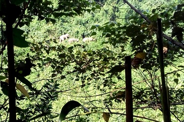 Voi rừng liên tục xuất hiện ở bìa rừng để kiếm ăn