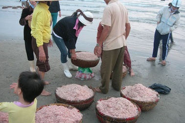 Ngư dân trúng mùa ruốc