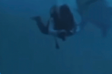 Nổi bật tuần qua: Khoảnh khắc thợ lặn bất ngờ bị cá mập cắn vào đầu