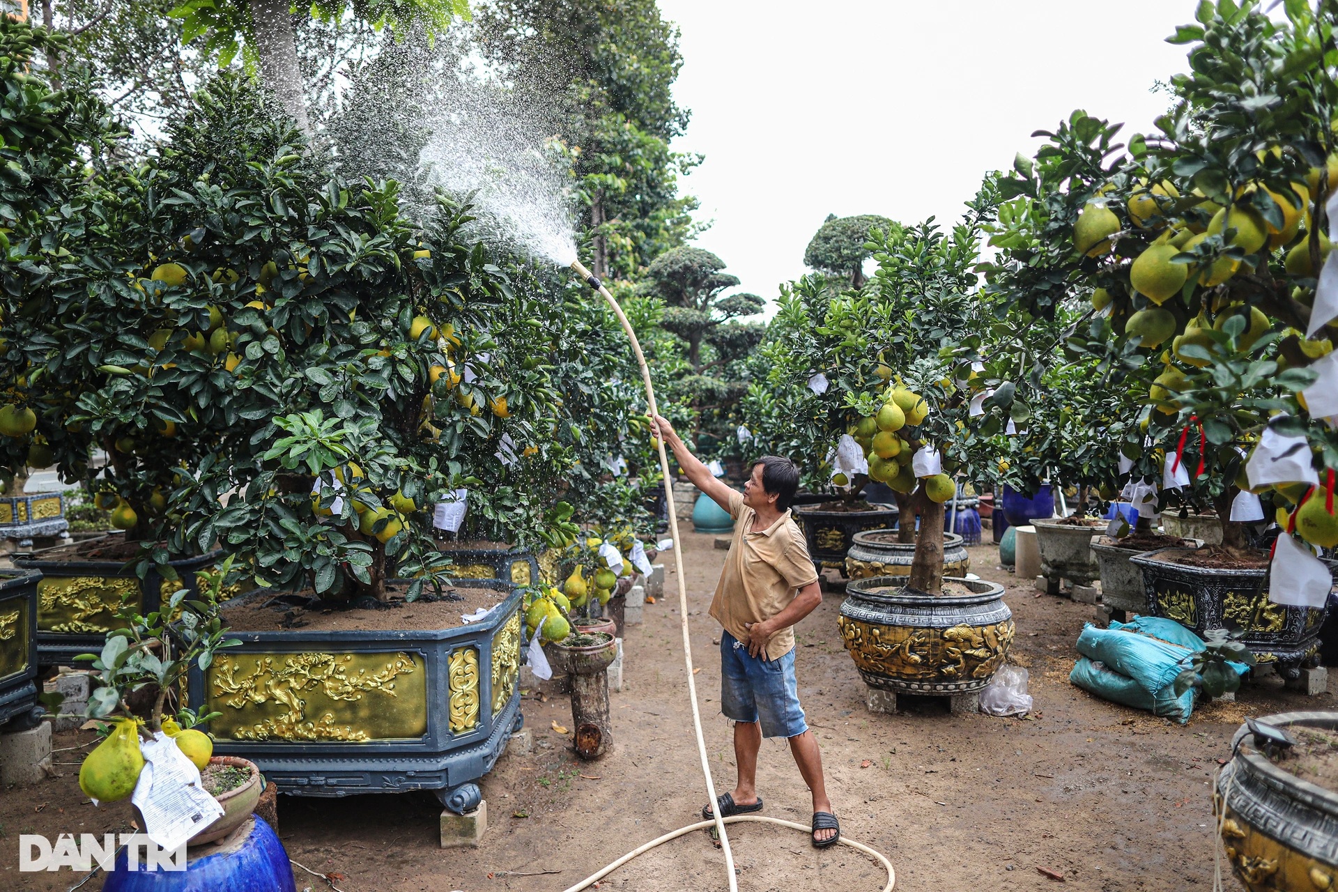 View - Bưởi Diễn chưng Tết giá 100 triệu bày bán sớm ở TPHCM | Báo Dân trí