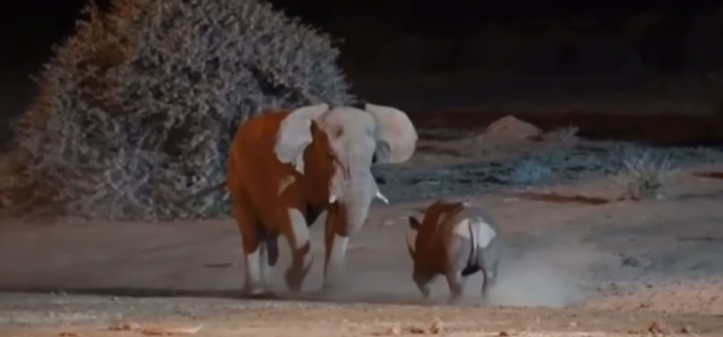 Thế giới động vật: Tê giác đau đớn nhận bài học "châu chấu đá voi"
