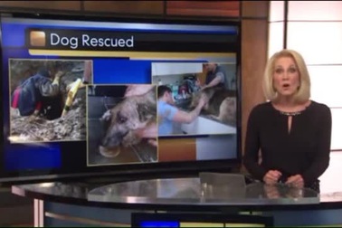 Video về chú chó may mắn Mavericks