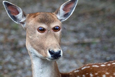 Sẽ thế nào nếu các loài động vật đều có cặp mắt ở đằng trước như con người?