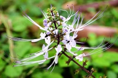 Bất ngờ rau, cỏ Việt đắt ngang cua hoàng đế, sang Trung Quốc bán tiền triệu/kg