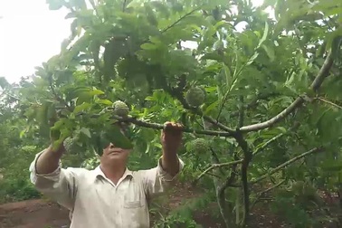 trồng na trên vùng sỏi đá