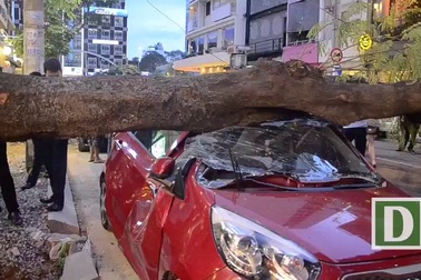 Cây xanh bậc gốc đè bẹp ô tô